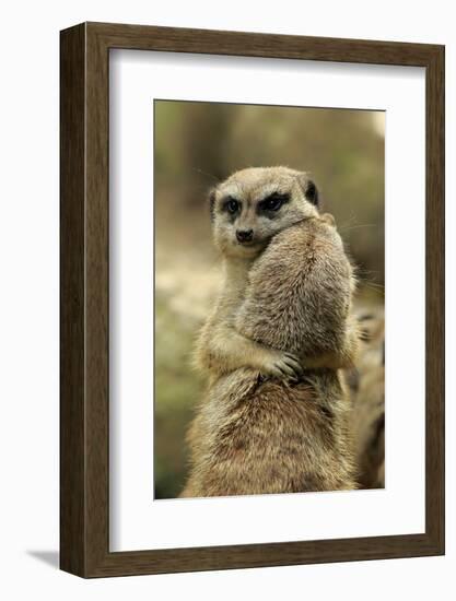 Meerkat (Suricata suricatta) adult pair, hugging (captive)-Jurgen & Christine Sohns-Framed Photographic Print