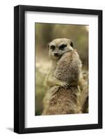Meerkat (Suricata suricatta) adult pair, hugging (captive)-Jurgen & Christine Sohns-Framed Photographic Print