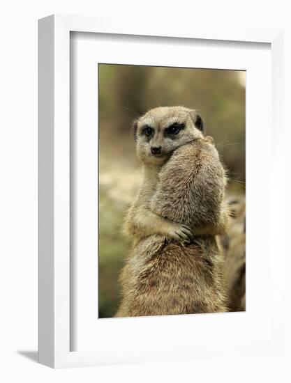 Meerkat (Suricata suricatta) adult pair, hugging (captive)-Jurgen & Christine Sohns-Framed Photographic Print