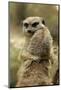 Meerkat (Suricata suricatta) adult pair, hugging (captive)-Jurgen & Christine Sohns-Mounted Photographic Print