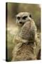 Meerkat (Suricata suricatta) adult pair, hugging (captive)-Jurgen & Christine Sohns-Stretched Canvas