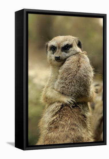 Meerkat (Suricata suricatta) adult pair, hugging (captive)-Jurgen & Christine Sohns-Framed Stretched Canvas