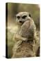 Meerkat (Suricata suricatta) adult pair, hugging (captive)-Jurgen & Christine Sohns-Stretched Canvas