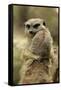 Meerkat (Suricata suricatta) adult pair, hugging (captive)-Jurgen & Christine Sohns-Framed Stretched Canvas