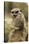 Meerkat (Suricata suricatta) adult pair, hugging (captive)-Jurgen & Christine Sohns-Stretched Canvas