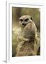 Meerkat (Suricata suricatta) adult pair, hugging (captive)-Jurgen & Christine Sohns-Framed Photographic Print