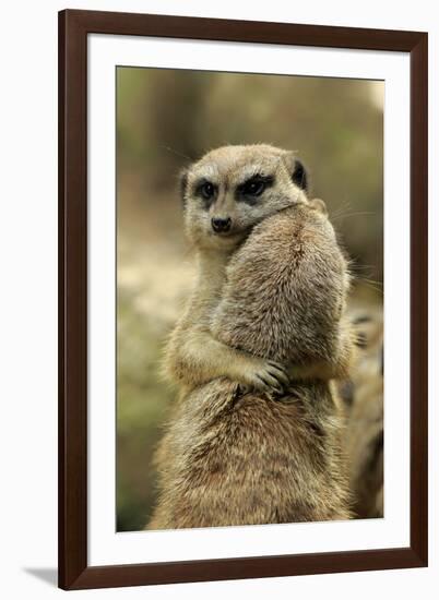 Meerkat (Suricata suricatta) adult pair, hugging (captive)-Jurgen & Christine Sohns-Framed Photographic Print