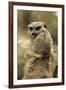 Meerkat (Suricata suricatta) adult pair, hugging (captive)-Jurgen & Christine Sohns-Framed Photographic Print