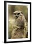 Meerkat (Suricata suricatta) adult pair, hugging (captive)-Jurgen & Christine Sohns-Framed Photographic Print