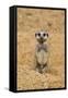 Meerkat (Suricata suricatta) baby, sitting on sand, with sandy paws from digging (captive)-Paul Sawer-Framed Stretched Canvas