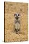 Meerkat (Suricata suricatta) baby, sitting on sand, with sandy paws from digging (captive)-Paul Sawer-Stretched Canvas