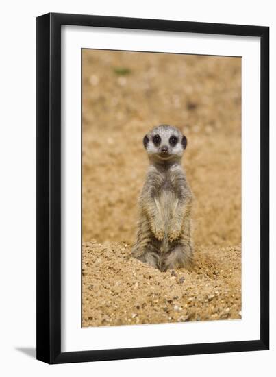 Meerkat (Suricata suricatta) baby, sitting on sand, with sandy paws from digging (captive)-Paul Sawer-Framed Photographic Print