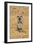 Meerkat (Suricata suricatta) baby, sitting on sand, with sandy paws from digging (captive)-Paul Sawer-Framed Photographic Print