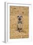 Meerkat (Suricata suricatta) baby, sitting on sand, with sandy paws from digging (captive)-Paul Sawer-Framed Photographic Print