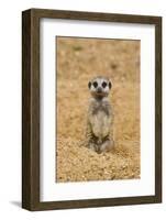 Meerkat (Suricata suricatta) baby, sitting on sand, with sandy paws from digging (captive)-Paul Sawer-Framed Photographic Print