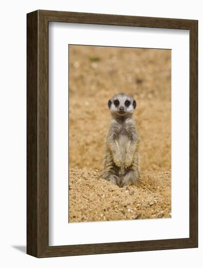 Meerkat (Suricata suricatta) baby, sitting on sand, with sandy paws from digging (captive)-Paul Sawer-Framed Photographic Print