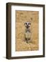 Meerkat (Suricata suricatta) baby, sitting on sand, with sandy paws from digging (captive)-Paul Sawer-Framed Photographic Print