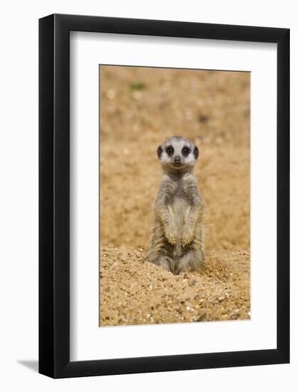 Meerkat (Suricata suricatta) baby, sitting on sand, with sandy paws from digging (captive)-Paul Sawer-Framed Photographic Print