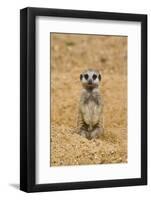 Meerkat (Suricata suricatta) baby, sitting on sand, with sandy paws from digging (captive)-Paul Sawer-Framed Photographic Print