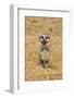 Meerkat (Suricata suricatta) baby, sitting on sand, with sandy paws from digging (captive)-Paul Sawer-Framed Photographic Print