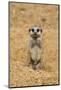 Meerkat (Suricata suricatta) baby, sitting on sand, with sandy paws from digging (captive)-Paul Sawer-Mounted Photographic Print