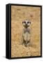 Meerkat (Suricata suricatta) baby, sitting on sand, with sandy paws from digging (captive)-Paul Sawer-Framed Stretched Canvas