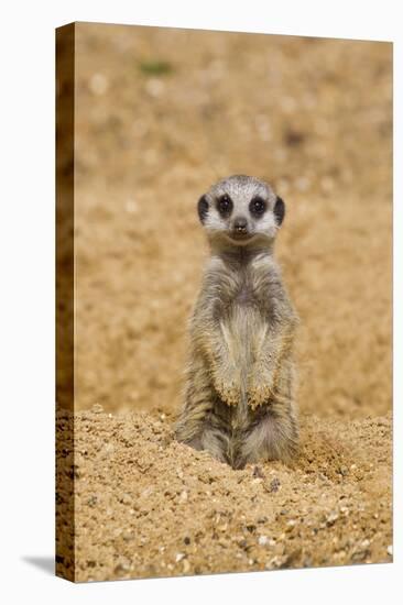 Meerkat (Suricata suricatta) baby, sitting on sand, with sandy paws from digging (captive)-Paul Sawer-Stretched Canvas