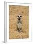 Meerkat (Suricata suricatta) baby, sitting on sand, with sandy paws from digging (captive)-Paul Sawer-Framed Photographic Print