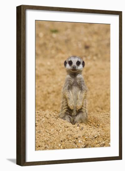 Meerkat (Suricata suricatta) baby, sitting on sand, with sandy paws from digging (captive)-Paul Sawer-Framed Photographic Print