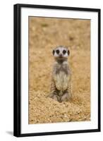 Meerkat (Suricata suricatta) baby, sitting on sand, with sandy paws from digging (captive)-Paul Sawer-Framed Photographic Print