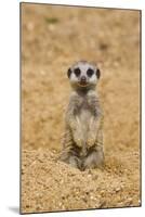 Meerkat (Suricata suricatta) baby, sitting on sand, with sandy paws from digging (captive)-Paul Sawer-Mounted Photographic Print