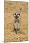 Meerkat (Suricata suricatta) baby, sitting on sand, with sandy paws from digging (captive)-Paul Sawer-Mounted Photographic Print