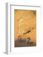 Meerkat (Suricata Suricatta) Emerging From Burrow, Kgalagadi Transfrontier Park, Northern Cape-Ann & Steve Toon-Framed Photographic Print