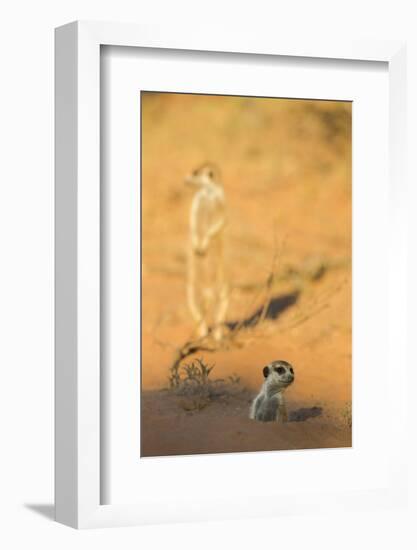 Meerkat (Suricata Suricatta) Emerging From Burrow, Kgalagadi Transfrontier Park, Northern Cape-Ann & Steve Toon-Framed Photographic Print