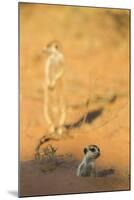 Meerkat (Suricata Suricatta) Emerging From Burrow, Kgalagadi Transfrontier Park, Northern Cape-Ann & Steve Toon-Mounted Photographic Print