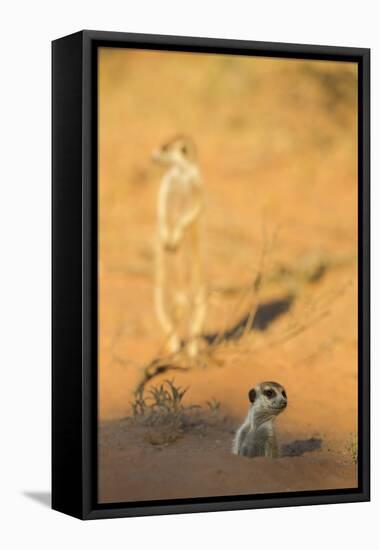Meerkat (Suricata Suricatta) Emerging From Burrow, Kgalagadi Transfrontier Park, Northern Cape-Ann & Steve Toon-Framed Stretched Canvas