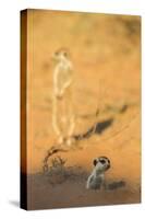 Meerkat (Suricata Suricatta) Emerging From Burrow, Kgalagadi Transfrontier Park, Northern Cape-Ann & Steve Toon-Stretched Canvas