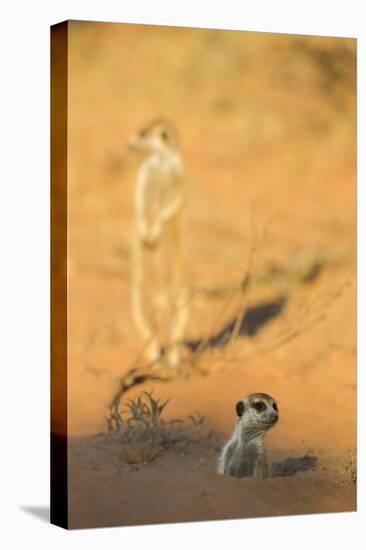 Meerkat (Suricata Suricatta) Emerging From Burrow, Kgalagadi Transfrontier Park, Northern Cape-Ann & Steve Toon-Stretched Canvas