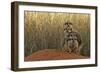 Meerkat (Suricata suricatta) four juveniles, Kuruman River Reserve-Ben Sadd-Framed Photographic Print