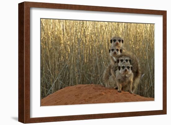 Meerkat (Suricata suricatta) four juveniles, Kuruman River Reserve-Ben Sadd-Framed Photographic Print