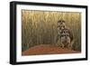 Meerkat (Suricata suricatta) four juveniles, Kuruman River Reserve-Ben Sadd-Framed Photographic Print