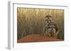 Meerkat (Suricata suricatta) four juveniles, Kuruman River Reserve-Ben Sadd-Framed Photographic Print