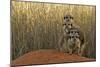 Meerkat (Suricata suricatta) four juveniles, Kuruman River Reserve-Ben Sadd-Mounted Photographic Print