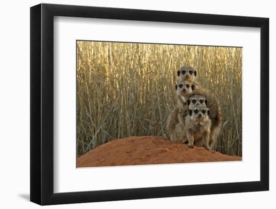 Meerkat (Suricata suricatta) four juveniles, Kuruman River Reserve-Ben Sadd-Framed Photographic Print