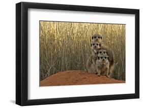 Meerkat (Suricata suricatta) four juveniles, Kuruman River Reserve-Ben Sadd-Framed Photographic Print