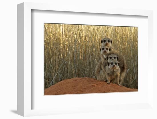 Meerkat (Suricata suricatta) four juveniles, Kuruman River Reserve-Ben Sadd-Framed Photographic Print