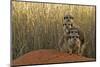 Meerkat (Suricata suricatta) four juveniles, Kuruman River Reserve-Ben Sadd-Mounted Photographic Print