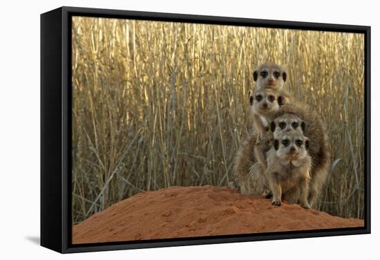 Meerkat (Suricata suricatta) four juveniles, Kuruman River Reserve-Ben Sadd-Framed Stretched Canvas