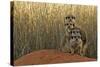 Meerkat (Suricata suricatta) four juveniles, Kuruman River Reserve-Ben Sadd-Stretched Canvas