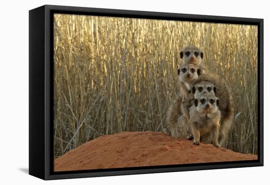Meerkat (Suricata suricatta) four juveniles, Kuruman River Reserve-Ben Sadd-Framed Stretched Canvas